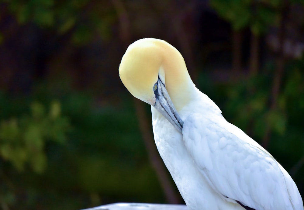a white bird with a yellow patch on it's head