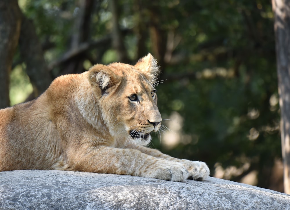 a close up of a lion laying on a rock