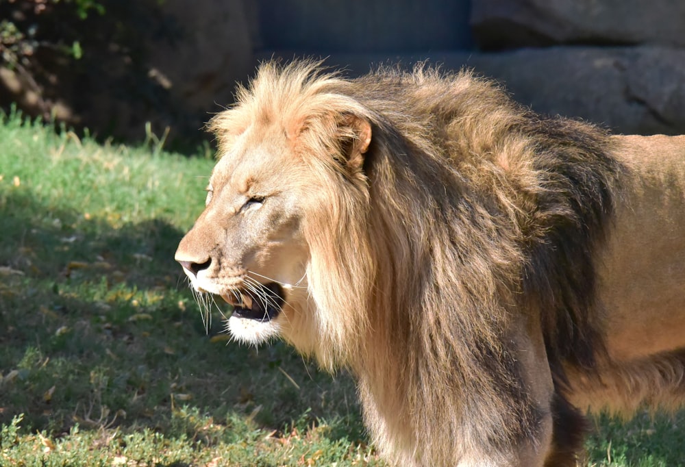 a lion standing in the grass with its mouth open