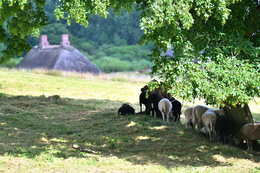 a herd of sheep standing on top of a grass covered field