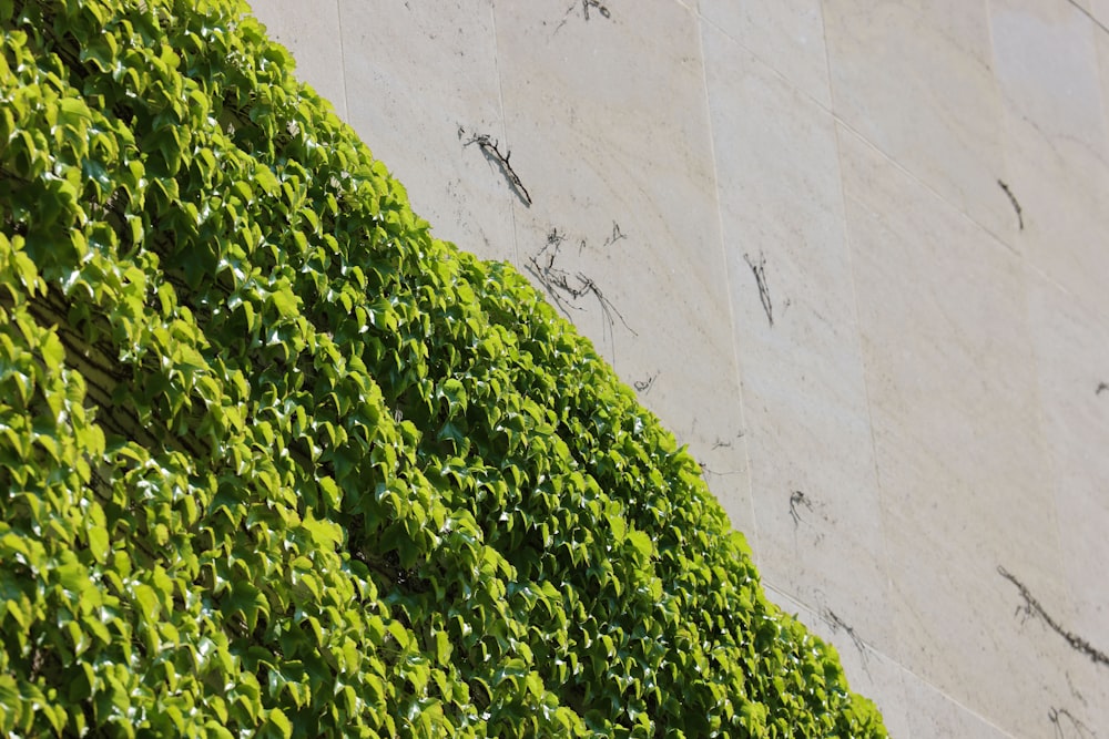 a close up of a green plant on a wall