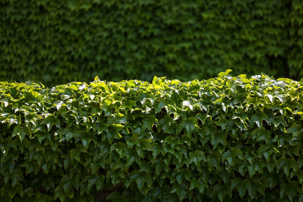 a hedge with green leaves in front of a green wall