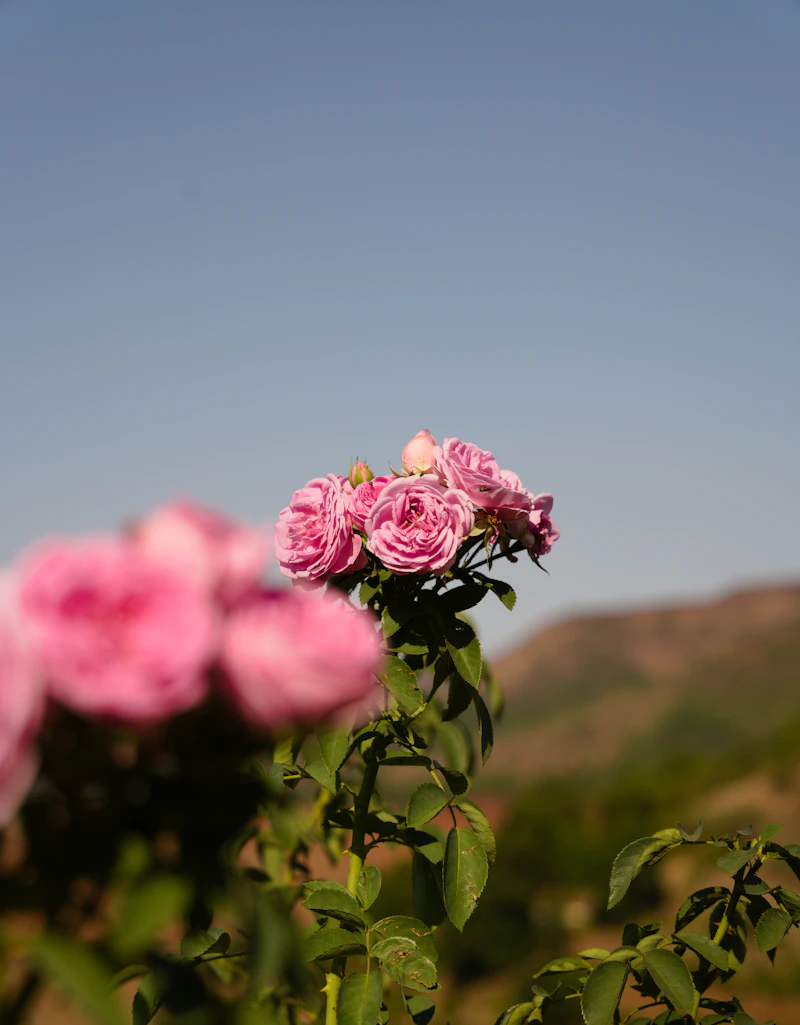 Rose — sourcing and production process