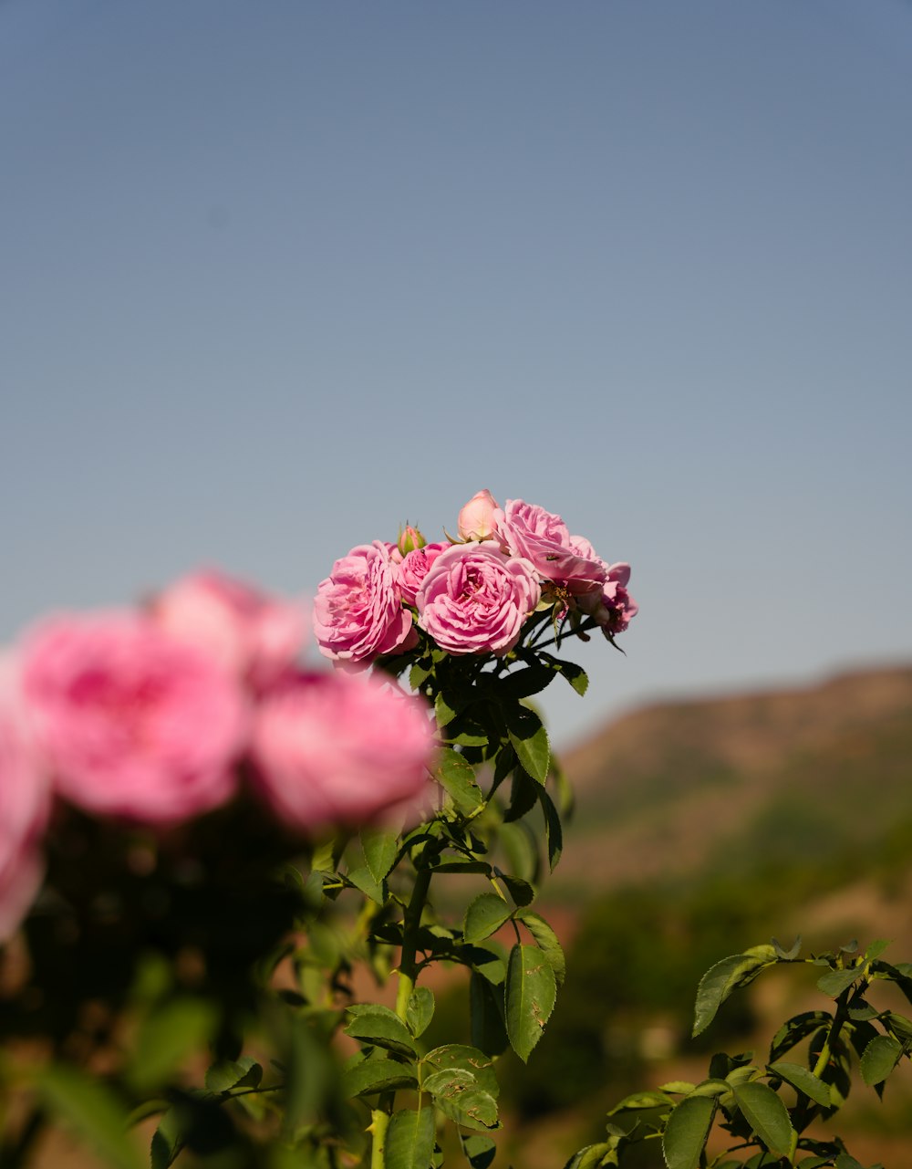 a bunch of pink roses in a field