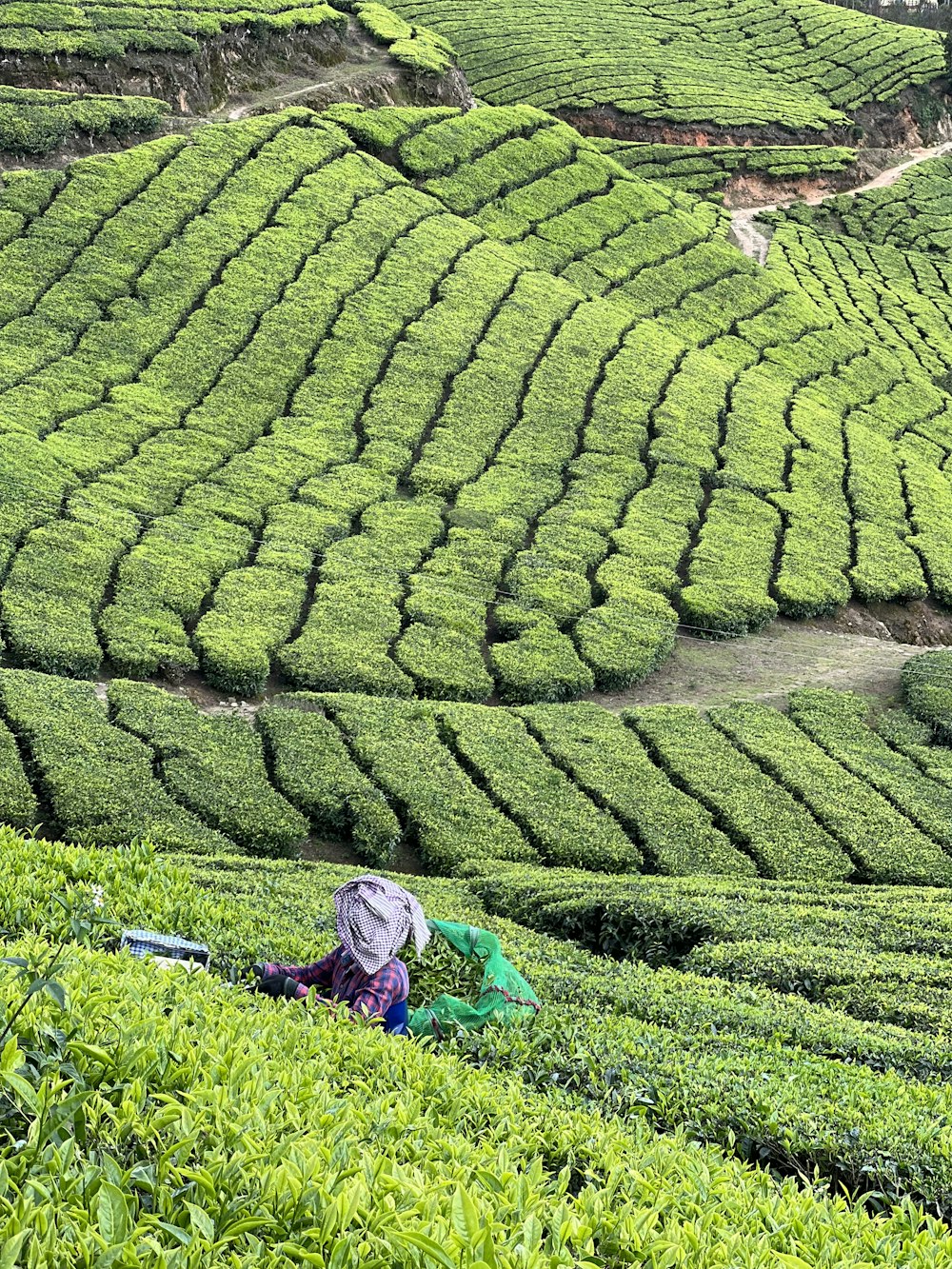 a person with a backpack in a field of tea bushes