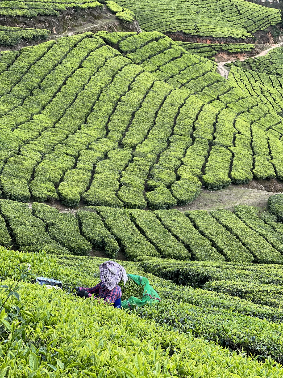 Munnar, Kerala