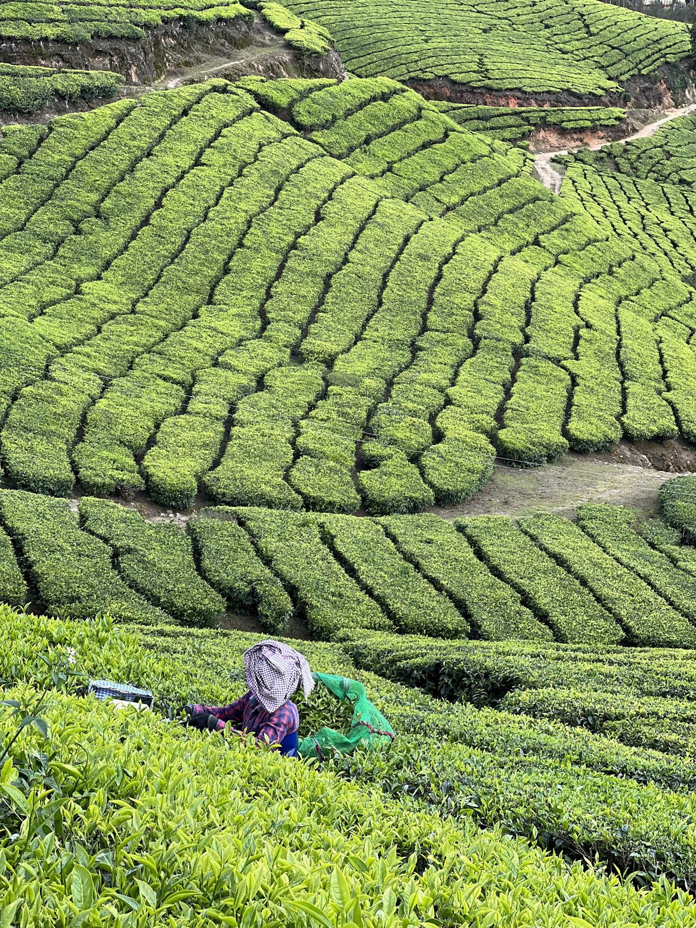 Munnar tea hills after rain, Kerala