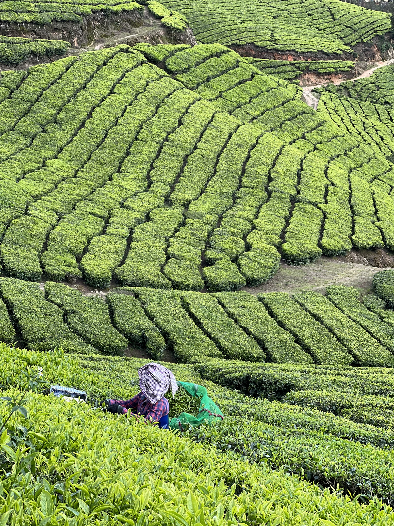 A tea picker working the rows of a green tea plantation in the hills