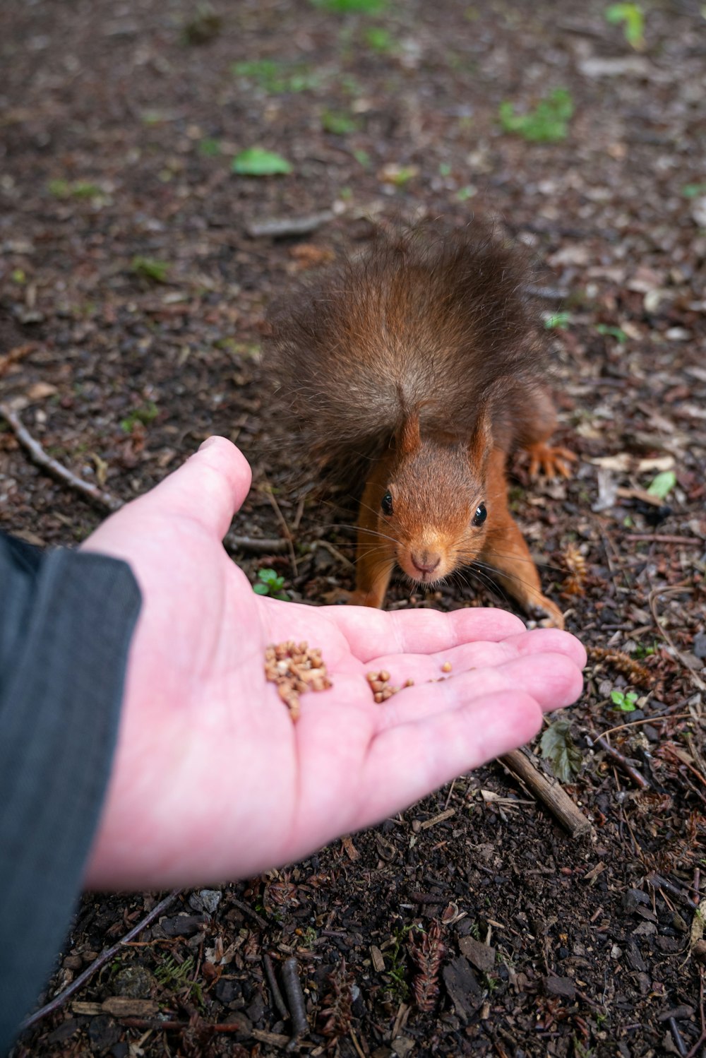 a person holding out their hand to a squirrel