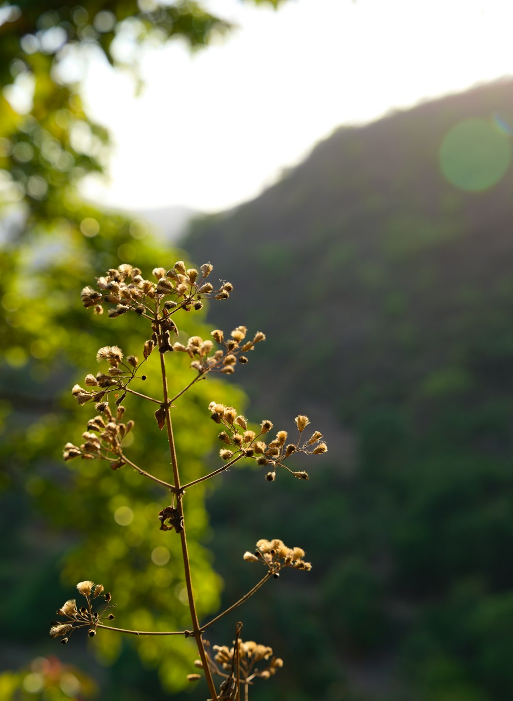 a close up of a plant with a mountain in the background