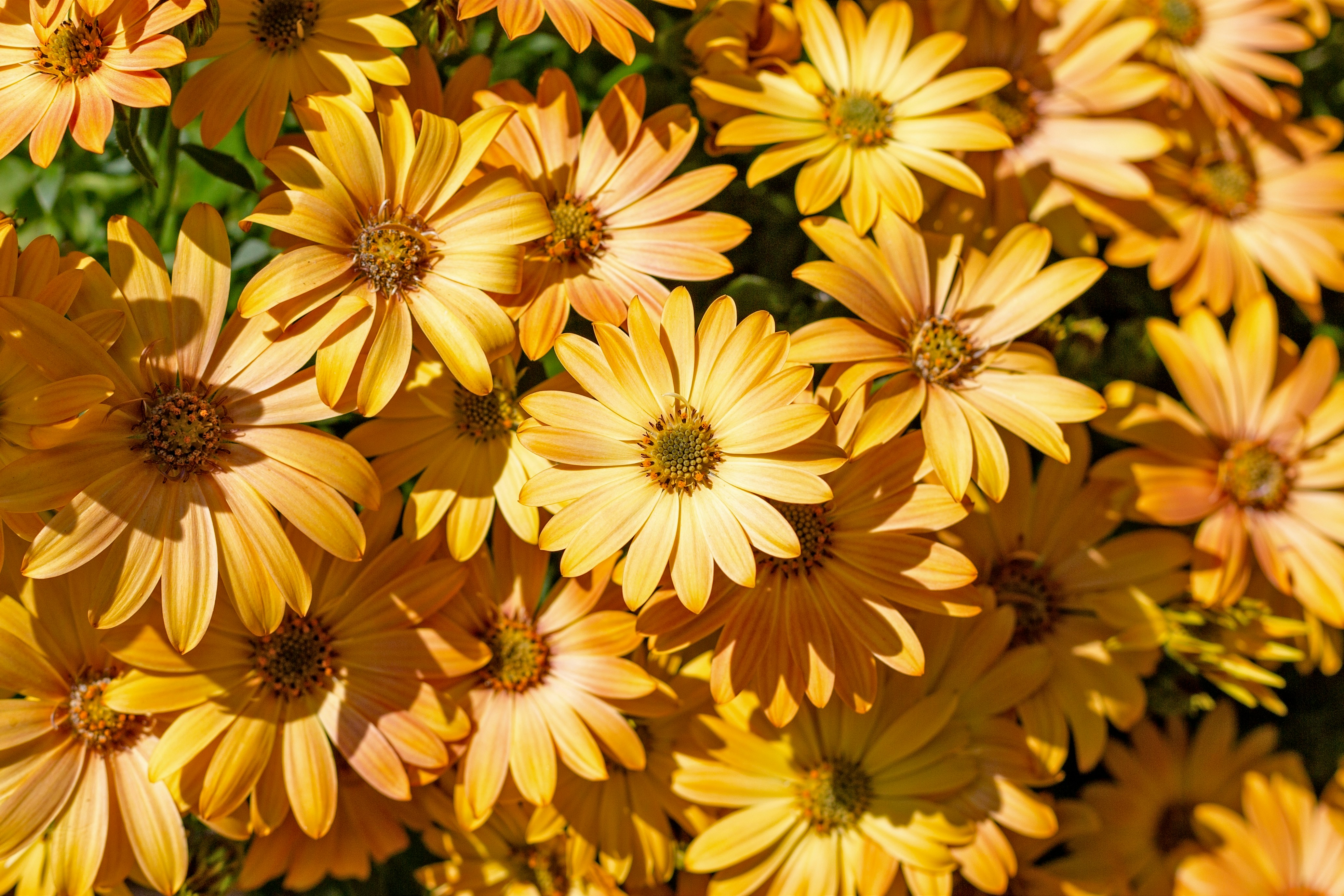 Lots of yellow daisies in the sunshine.