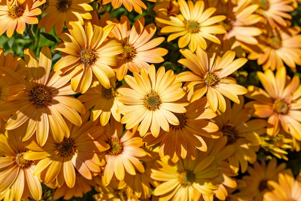 a bunch of yellow flowers that are blooming