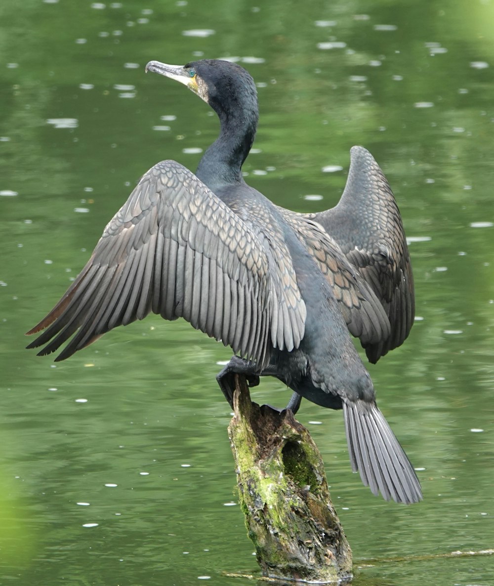 a large bird sitting on top of a log in the water