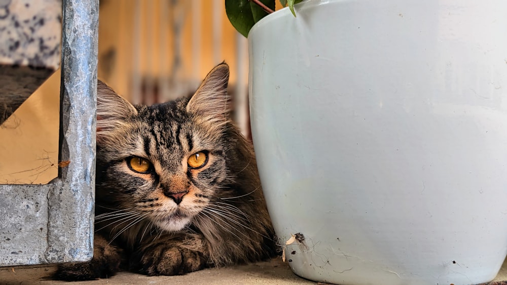 a cat is sitting next to a potted plant