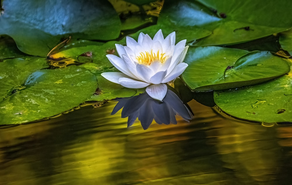 a white water lily floating on top of a pond