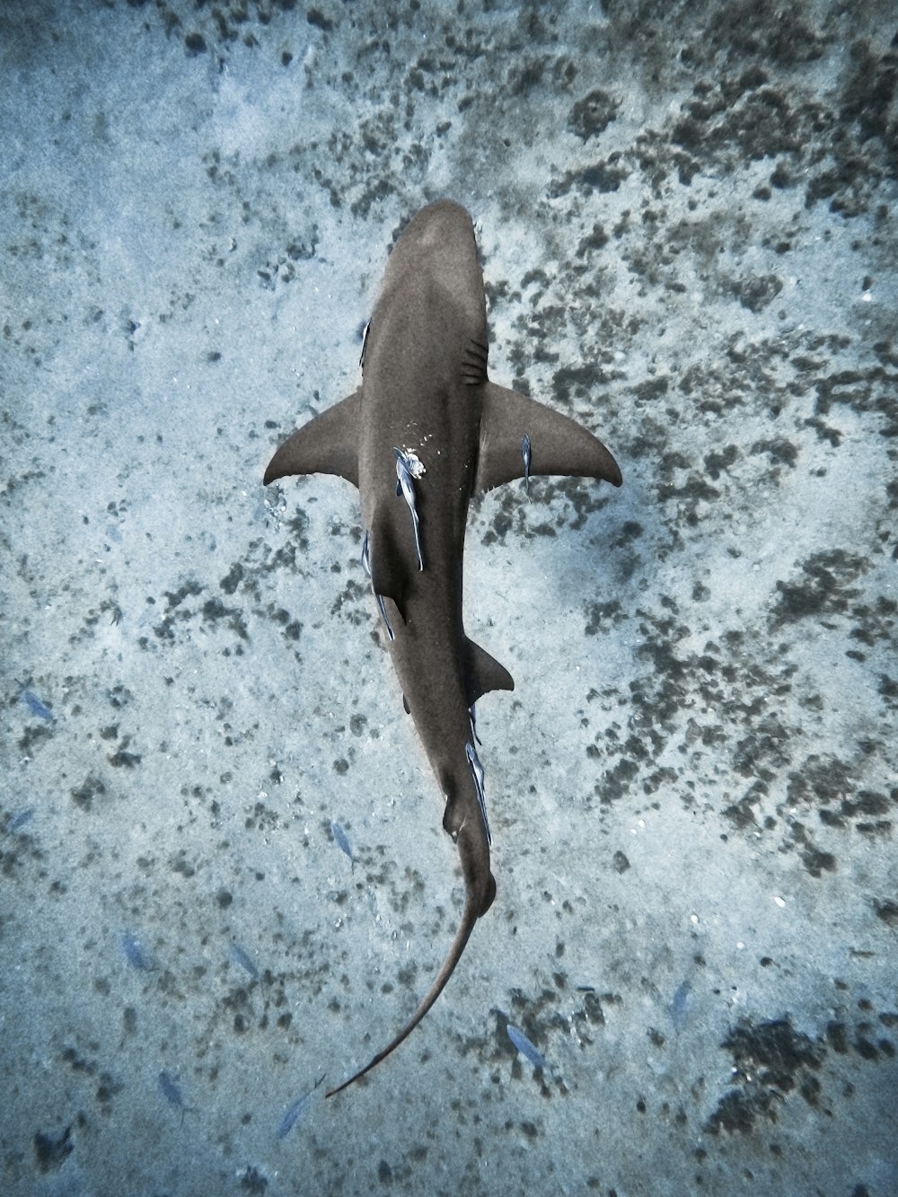 a black and white shark swimming in the ocean