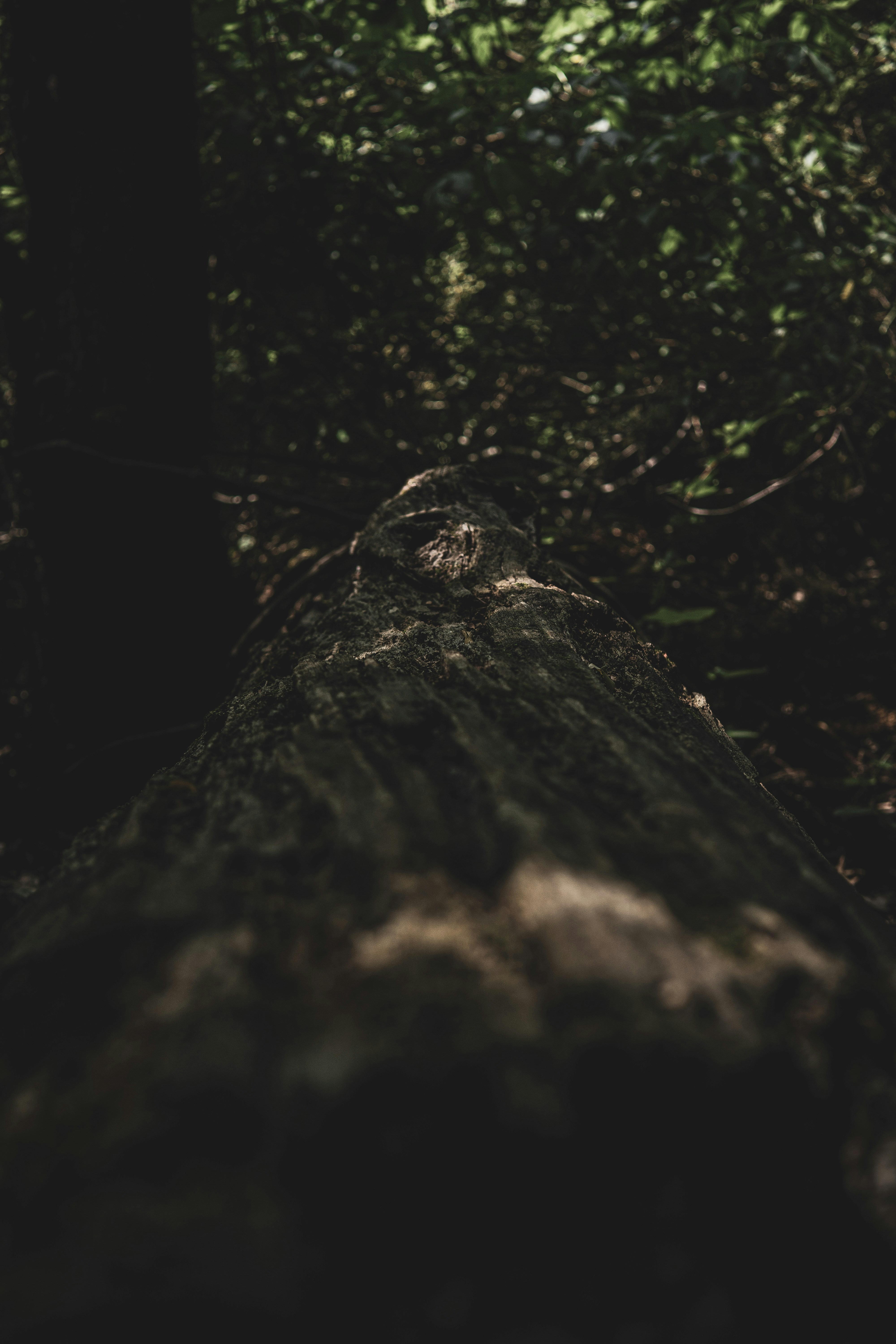 Photo by keepitchassephotography