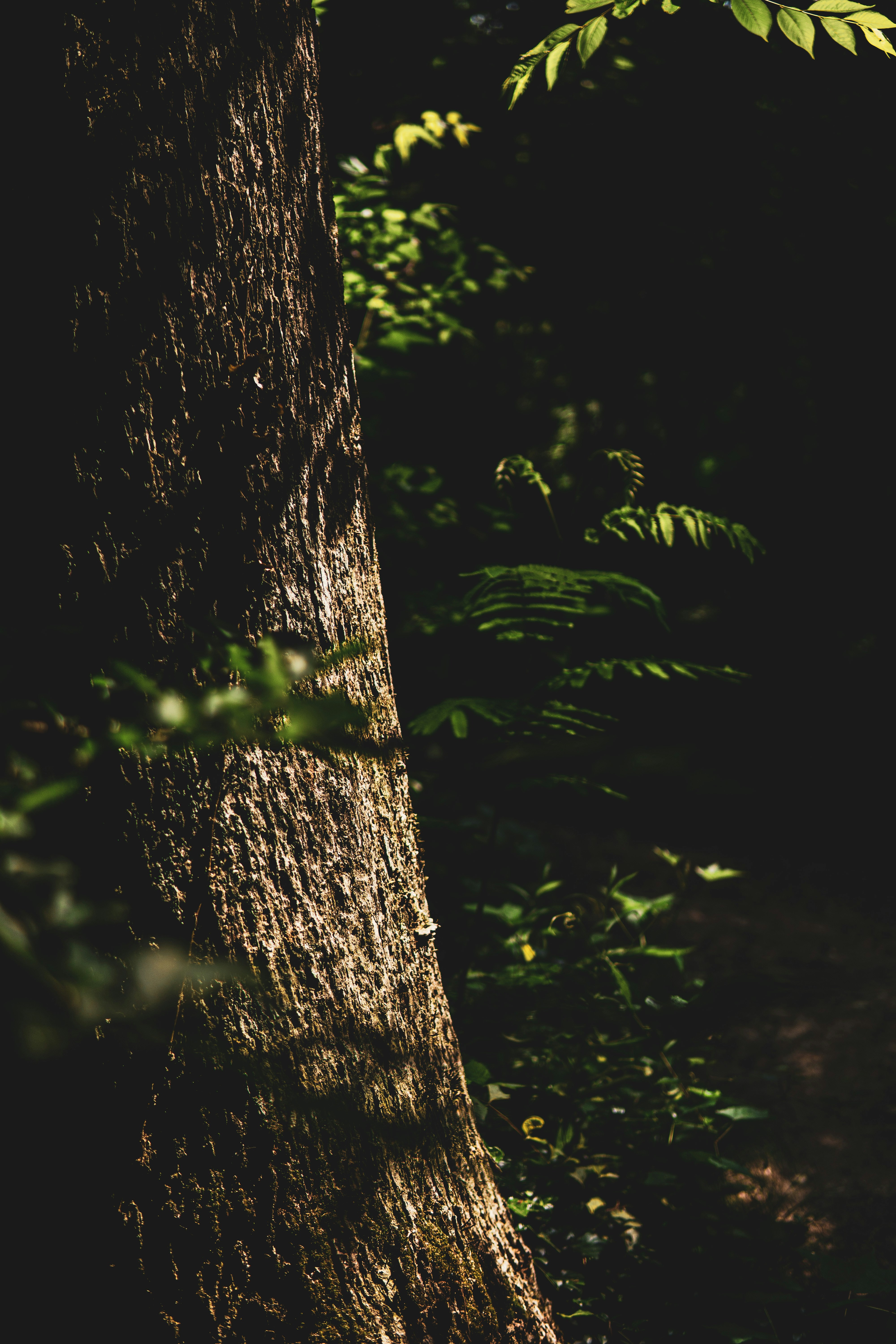 a close up of a tree trunk in a forest