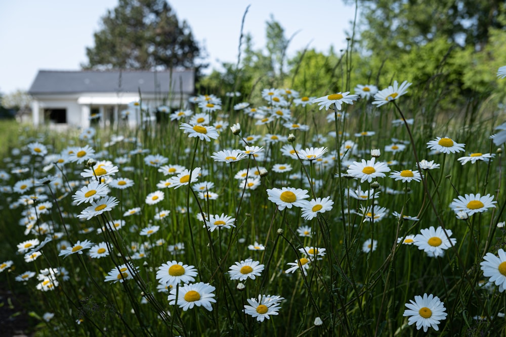 a field of daisies in front of a house