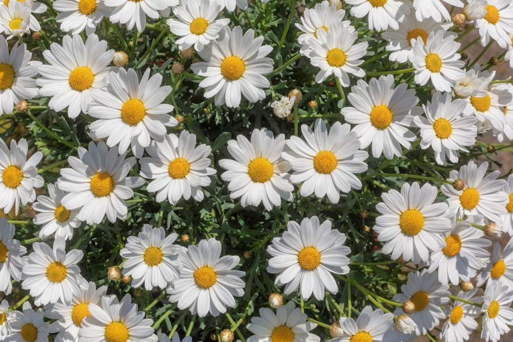 a bunch of white flowers with yellow centers