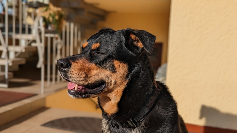 a close up of a dog with its mouth open