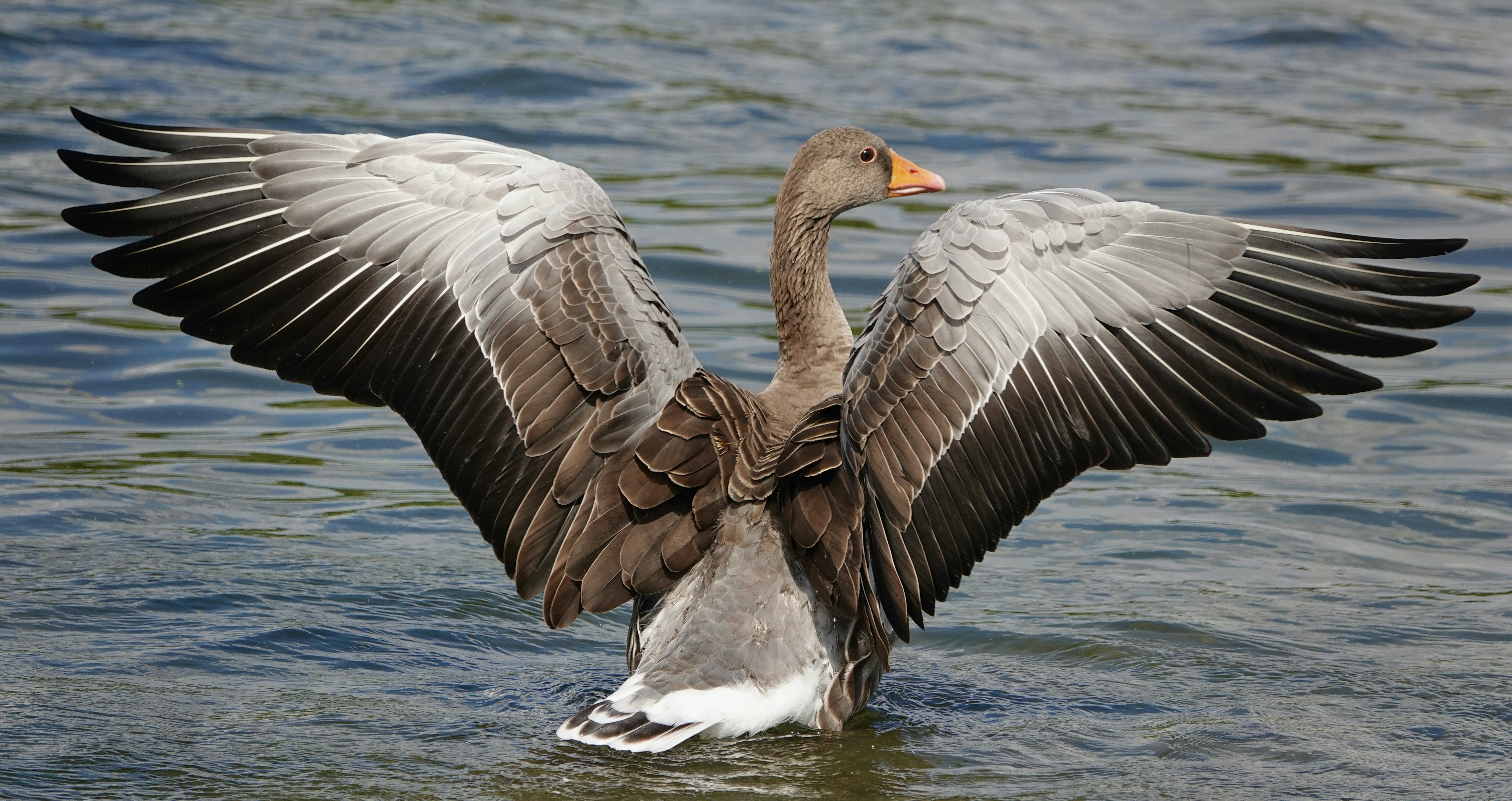 Photo by scottishbirdman