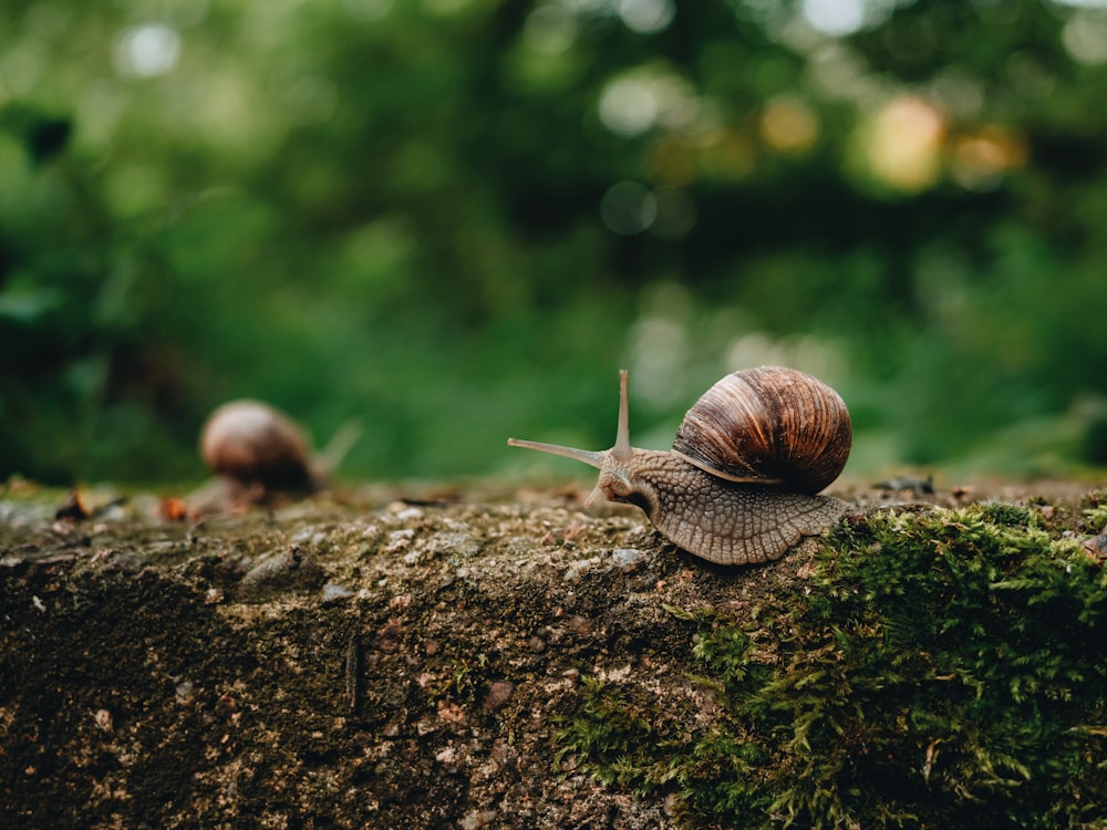 a couple of snails that are sitting on a tree