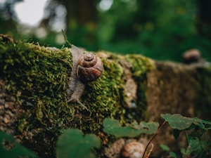 Meet Pip Snail
