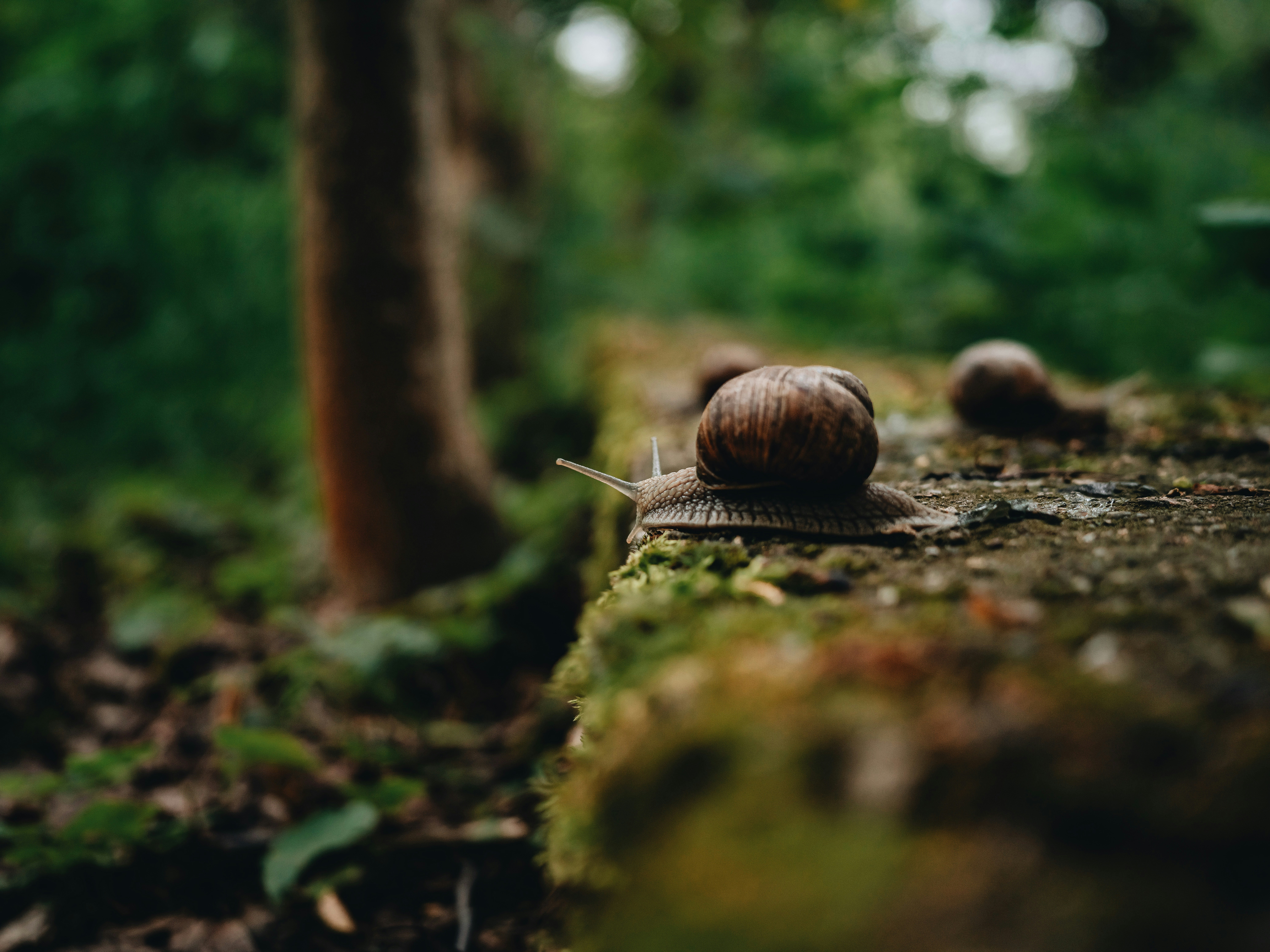 Bebbux Gourmet Snail Products