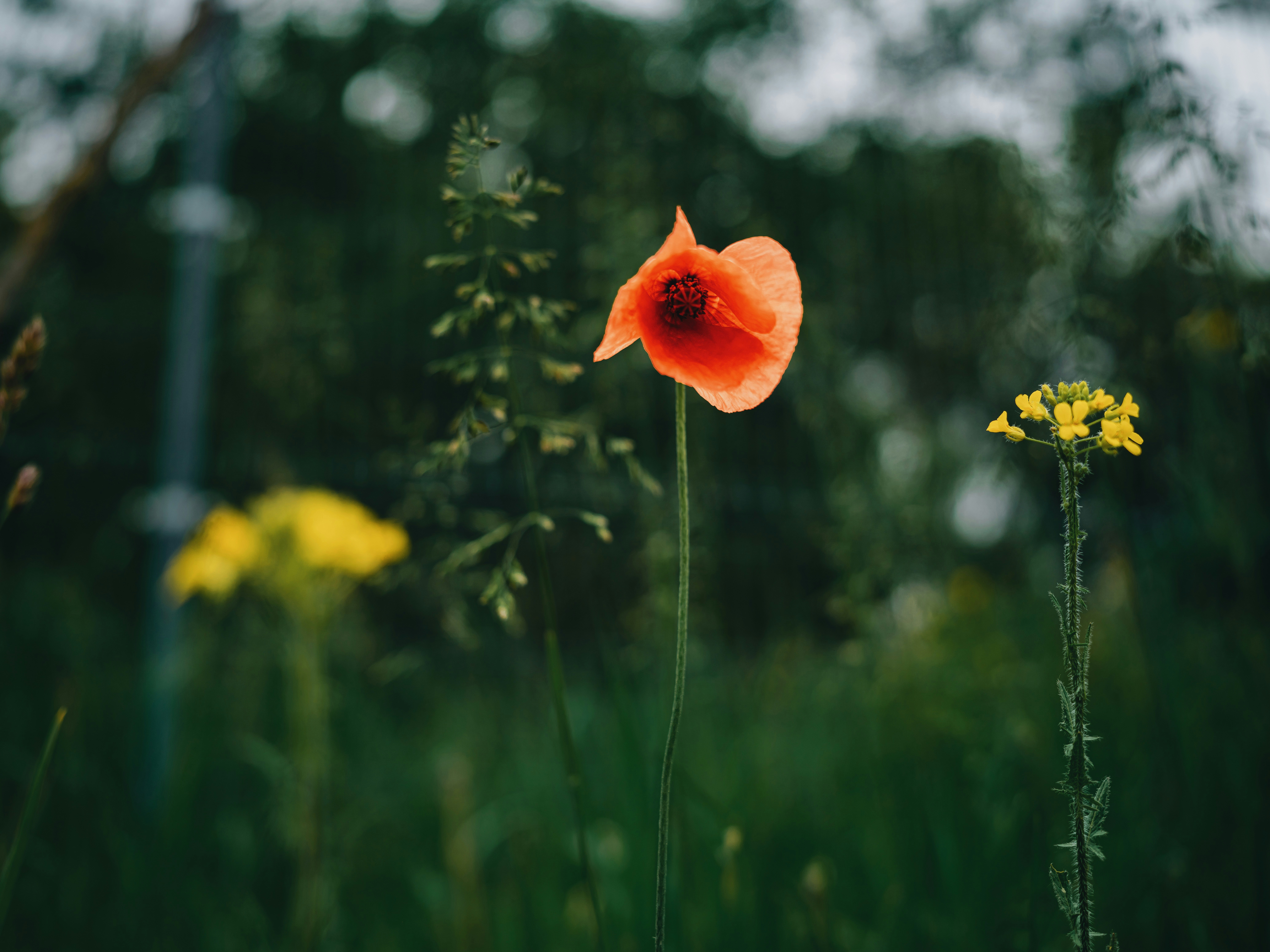 Photo by egorkomarov