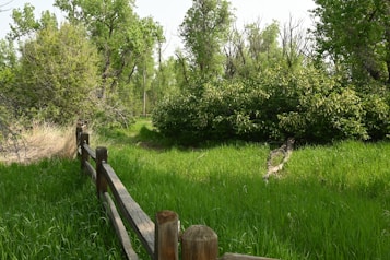 A lush green landscape with dense grass and tall trees. A rustic wooden fence stretches along the left side, partially covered by the vegetation. Sunlight filters through the trees, creating a serene and natural setting.