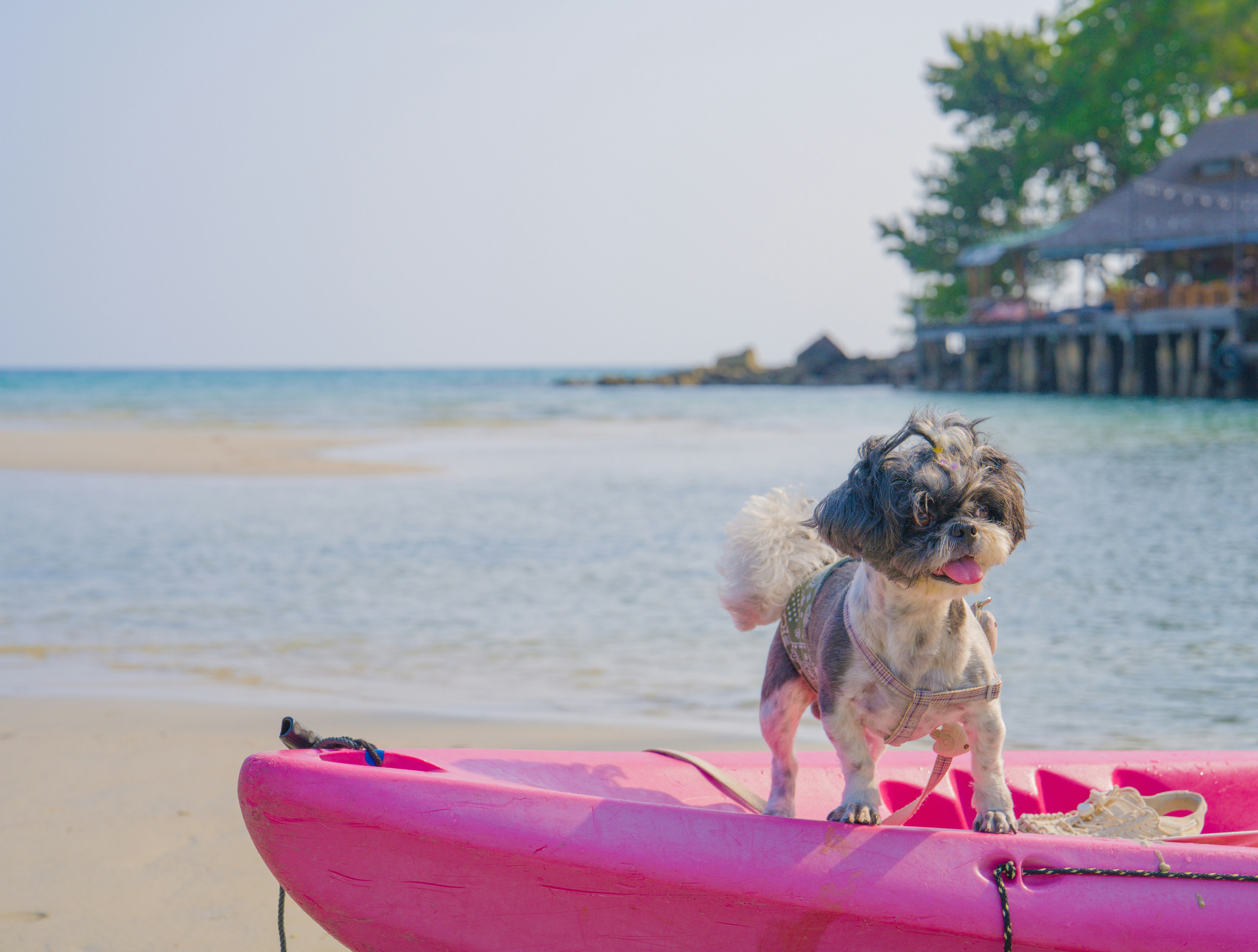 Should my fur babies travel with me? Some dos and don’ts