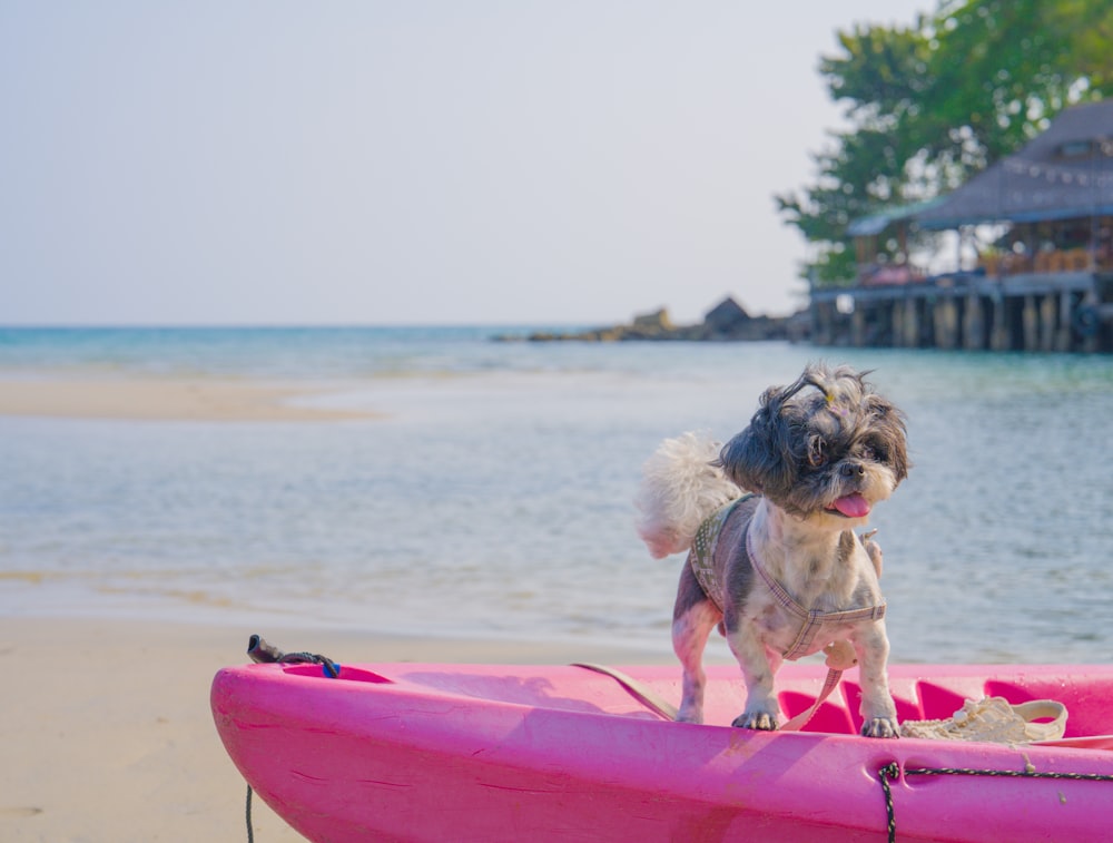 a small dog standing on top of a pink boat