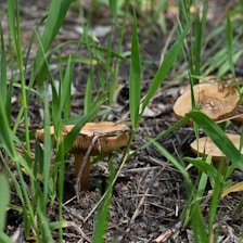 Mushrooms are growing among green grass and scattered dry leaves on the forest floor.