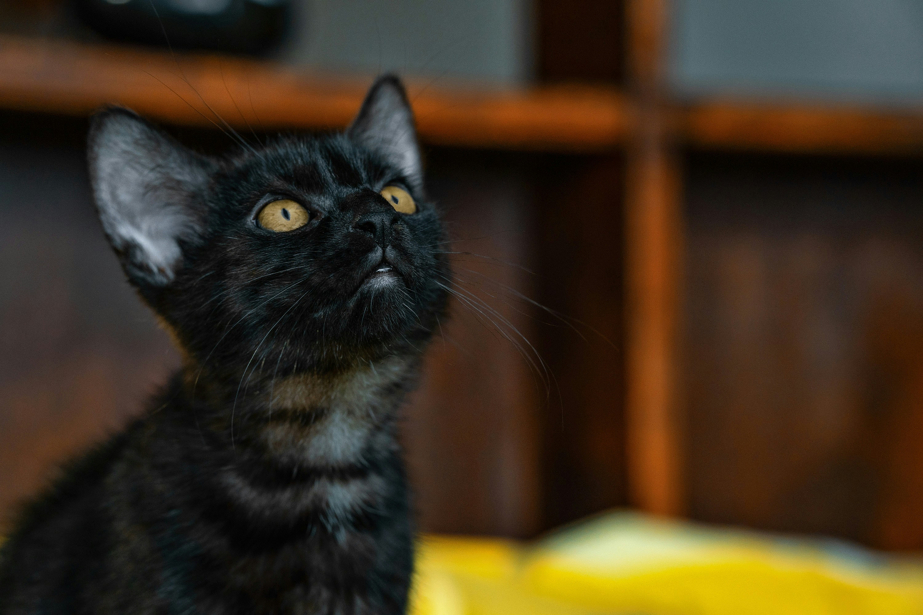 500-pussycat-pictures-download-free-images-on-unsplash