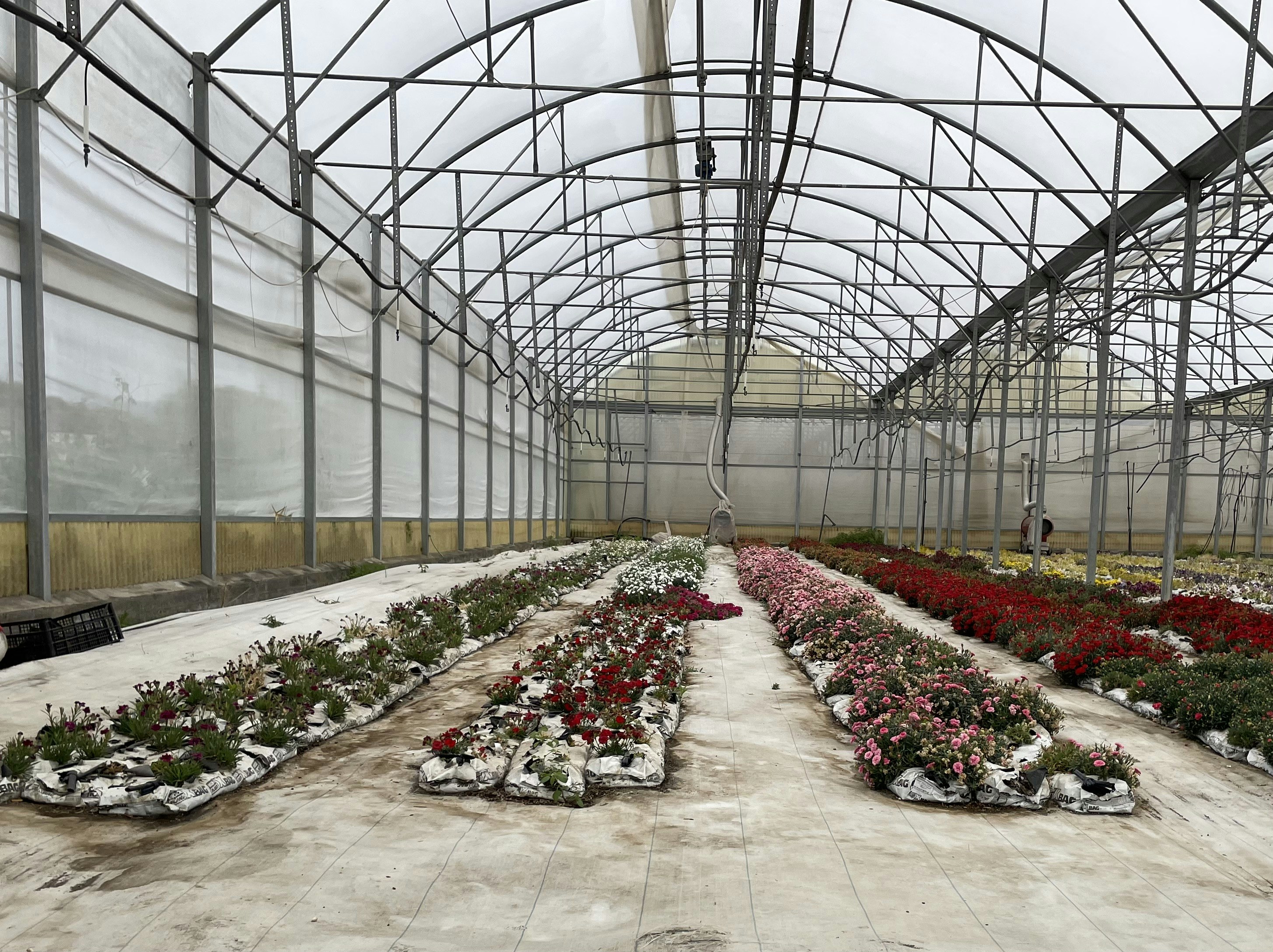 Floriculture Postharvest Management: Ensuring Quality and Longevity