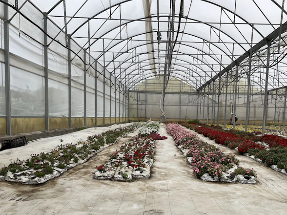 A spacious, sunlit professional flower room with vibrant blooms thriving inside.