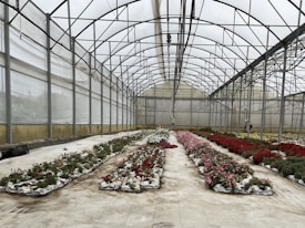 A spacious greenhouse with rows of vibrant flowers planted in plastic bags arranged on the floor. Metal frames support the transparent ceiling that allows natural light to brighten the interior. A variety of flowers, including red and pink blooms, are seen thriving in the carefully controlled environment.
