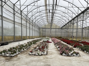A spacious greenhouse with rows of vibrant flowers planted in plastic bags arranged on the floor. Metal frames support the transparent ceiling that allows natural light to brighten the interior. A variety of flowers, including red and pink blooms, are seen thriving in the carefully controlled environment.