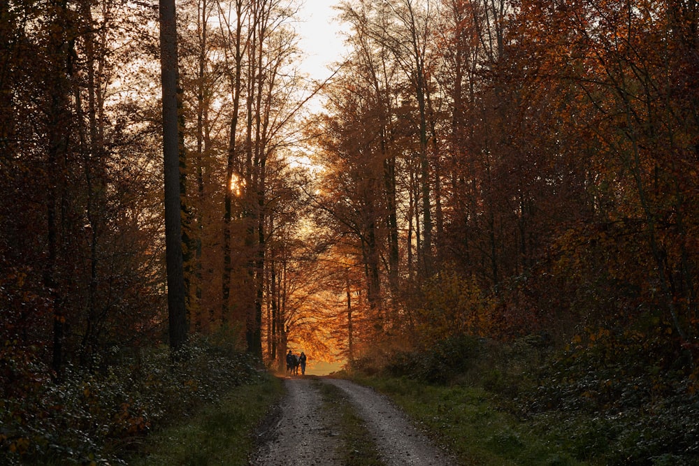 two people walking down a dirt road in the woods