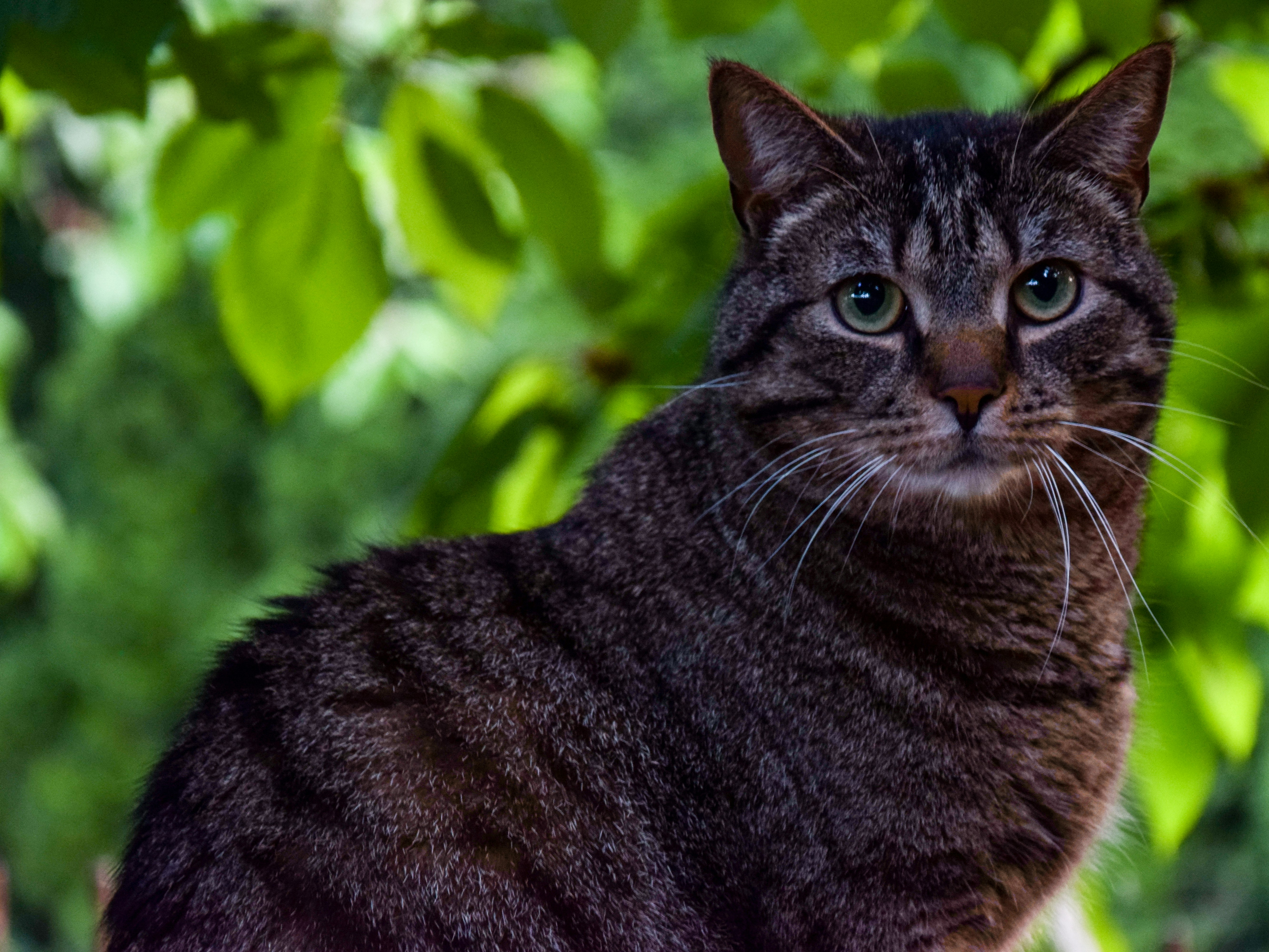 a close up of a cat near a tree
