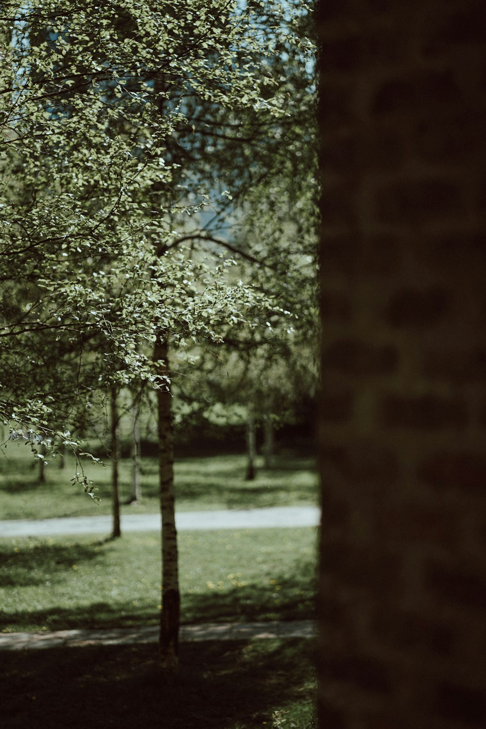 Un arbre au milieu d’un parc