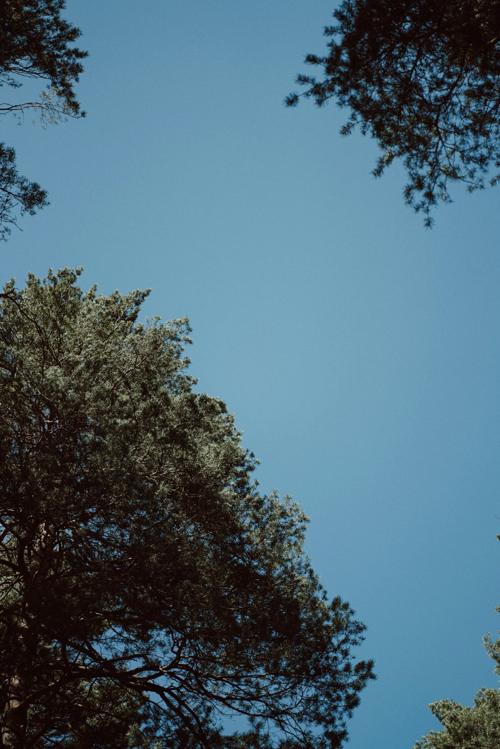un cielo azzurro limpido con alcuni alberi in primo piano