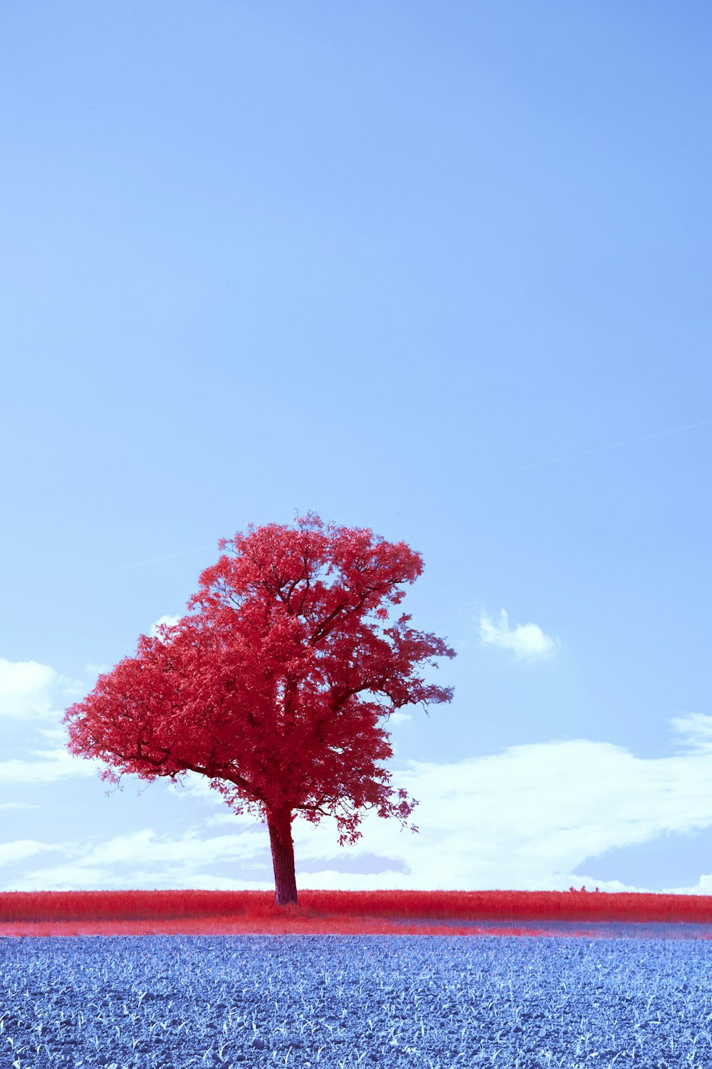 a lone red tree in a blue field