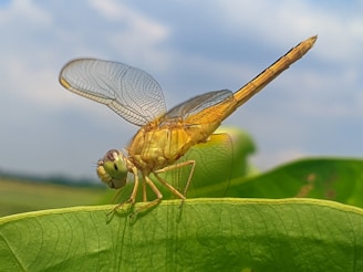 Close-up of a dragonfly perched on a green leaf with soft blue sky background.