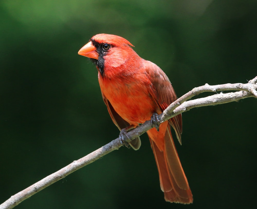a small red bird perched on a branch