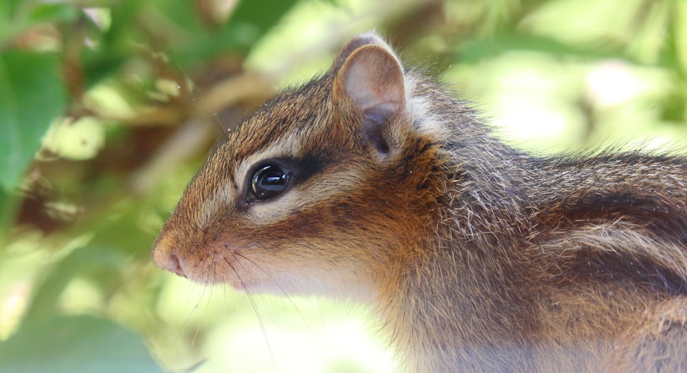 a close up of a small animal near a tree