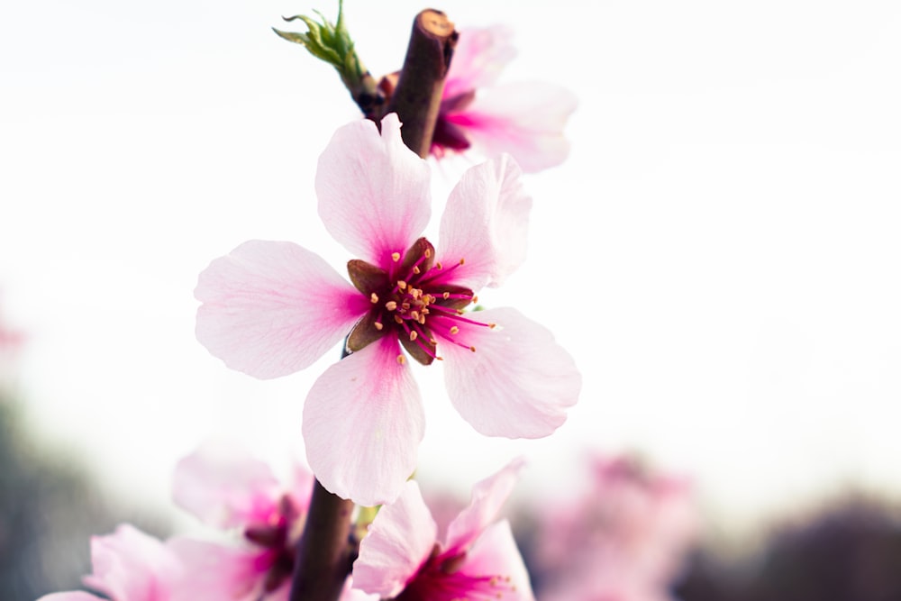 a close up of a flower with a sky background