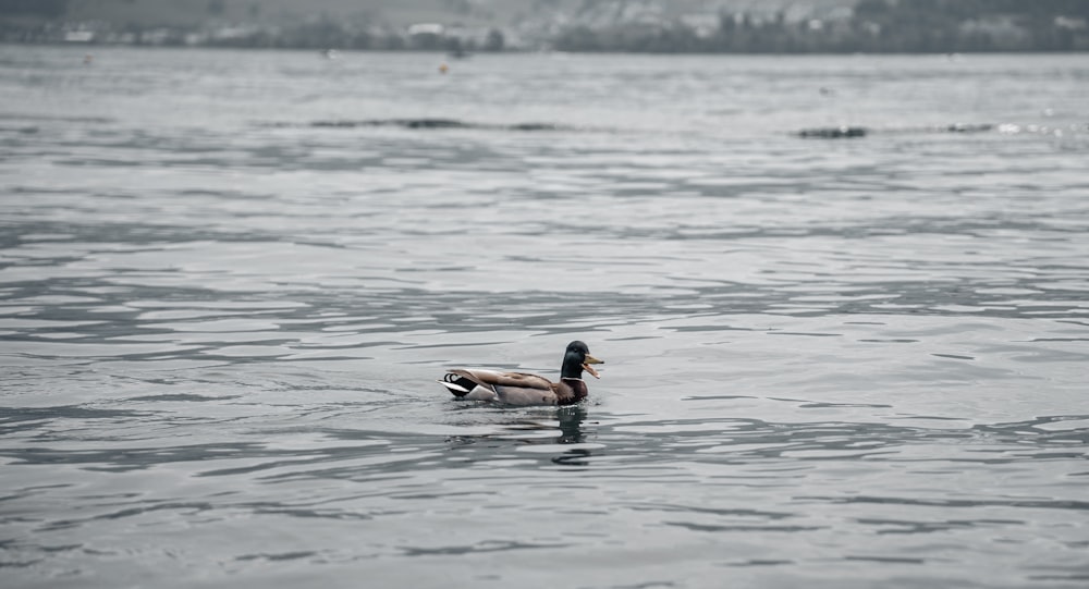 a duck floating on top of a body of water