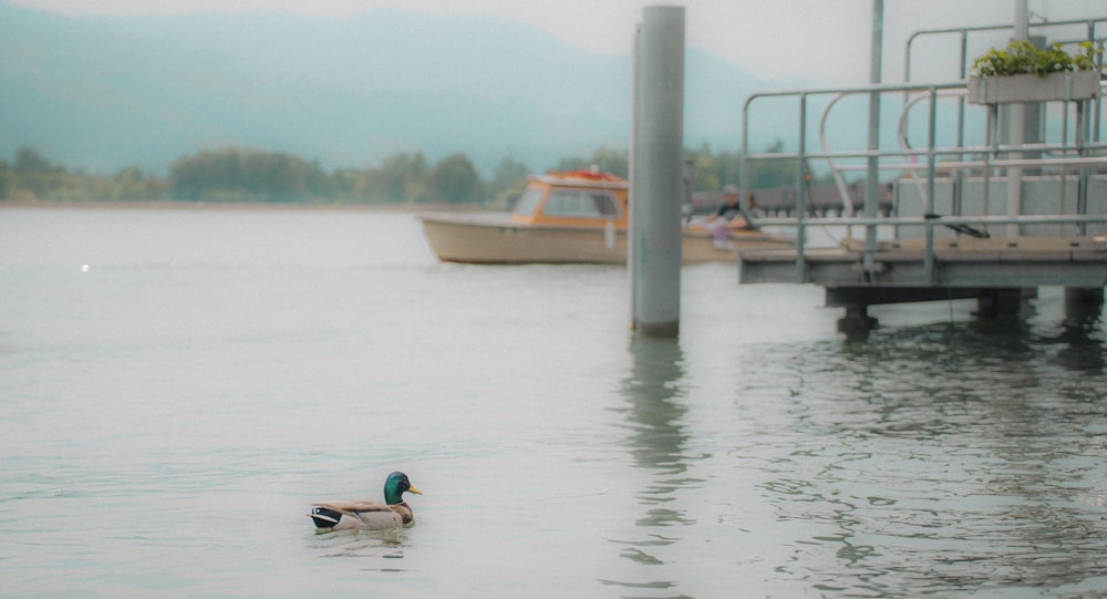 a duck floating on top of a lake next to a dock